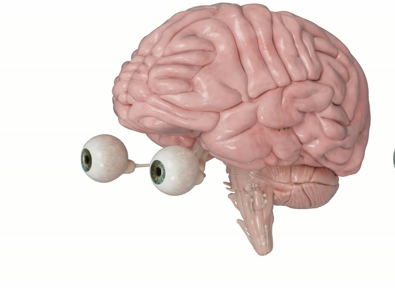 Brain — neurological structures
