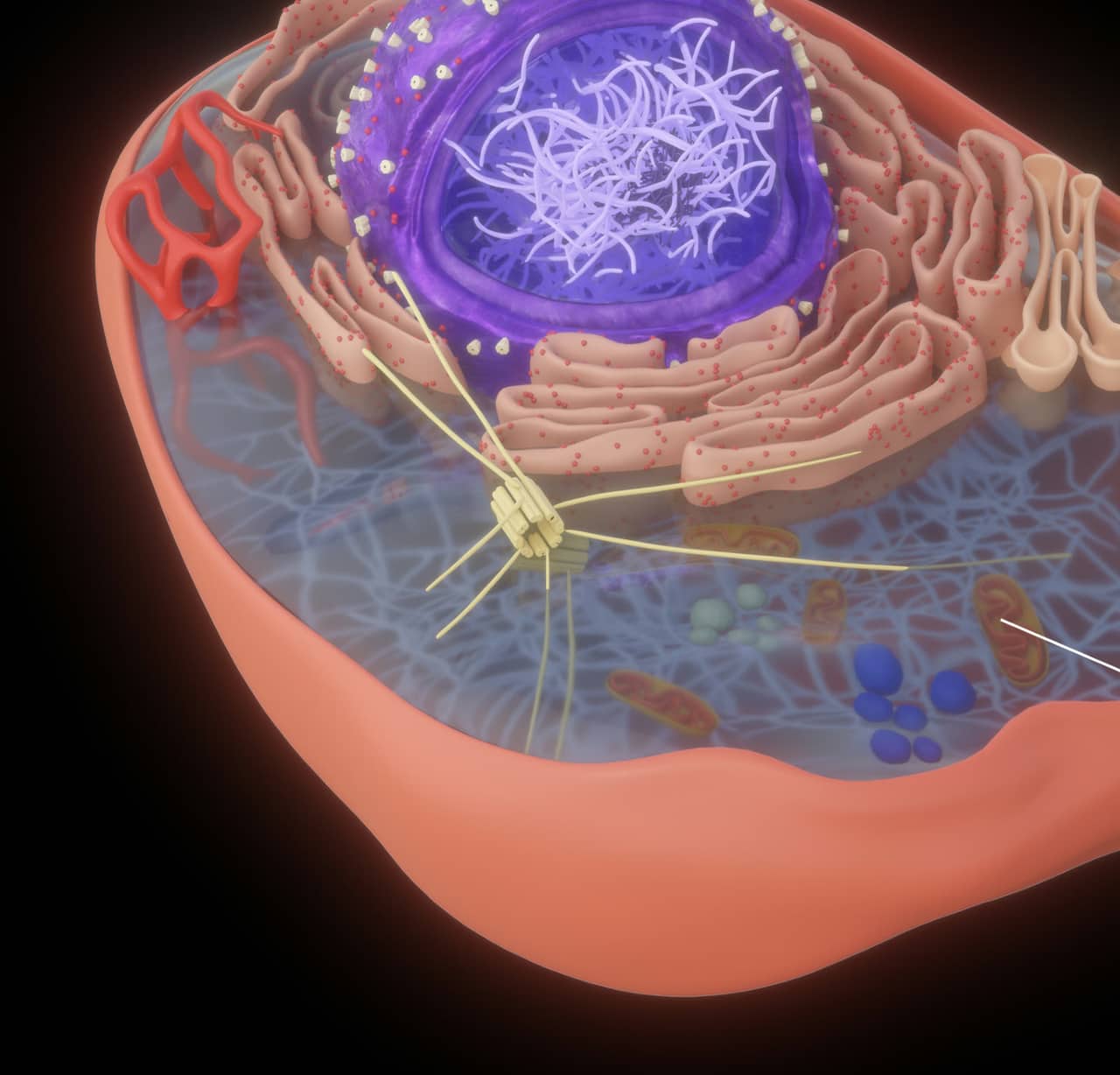 Eukaryotic cell and mitochondria, cross-section