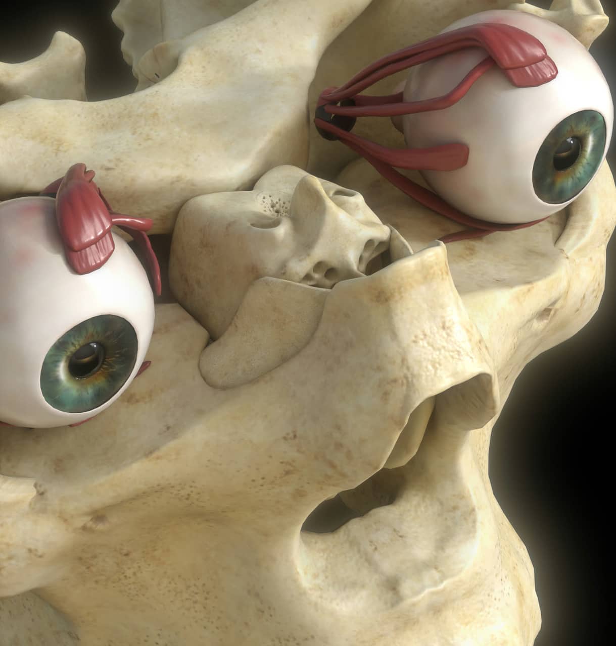 Orbital anatomy — eyes seated in the skull, close cutaway