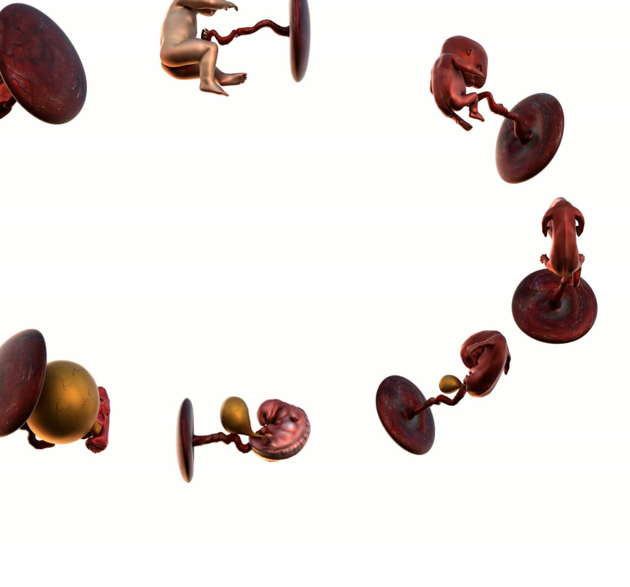 Fetal development stage