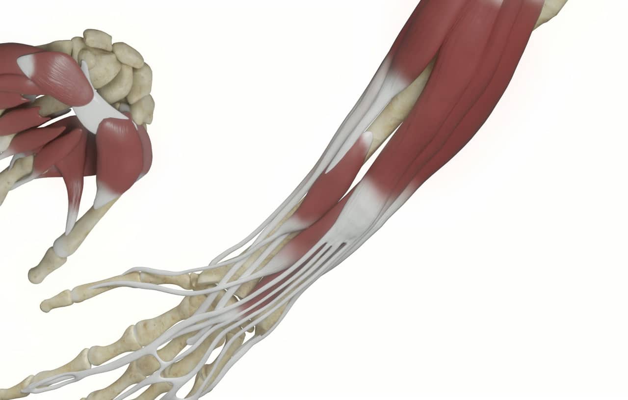 Hand muscle anatomy
