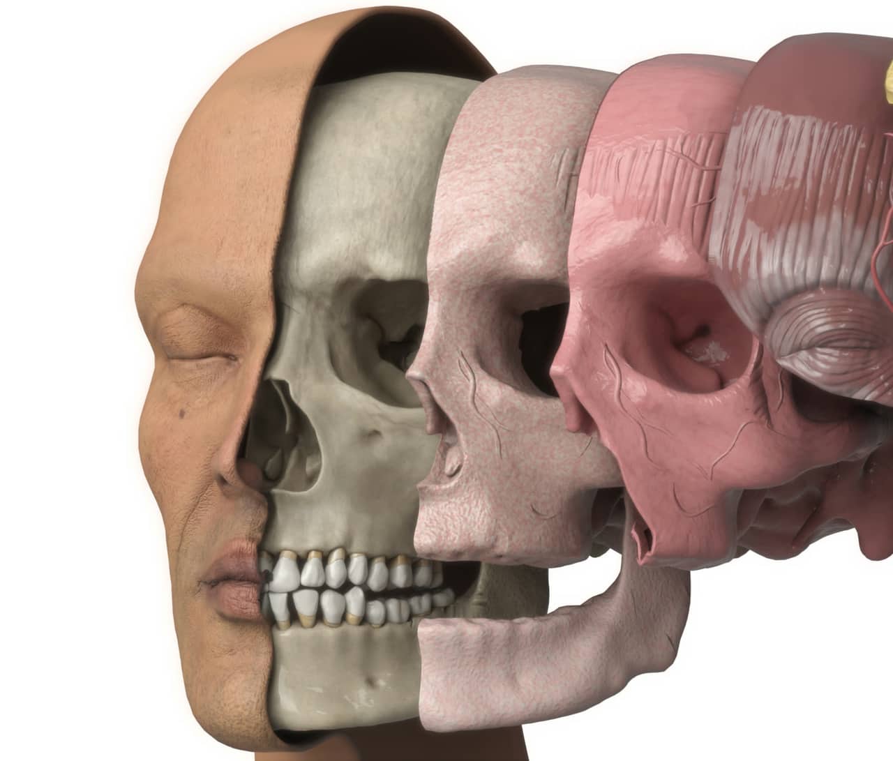 Layered cross-section of the head, skin to skull