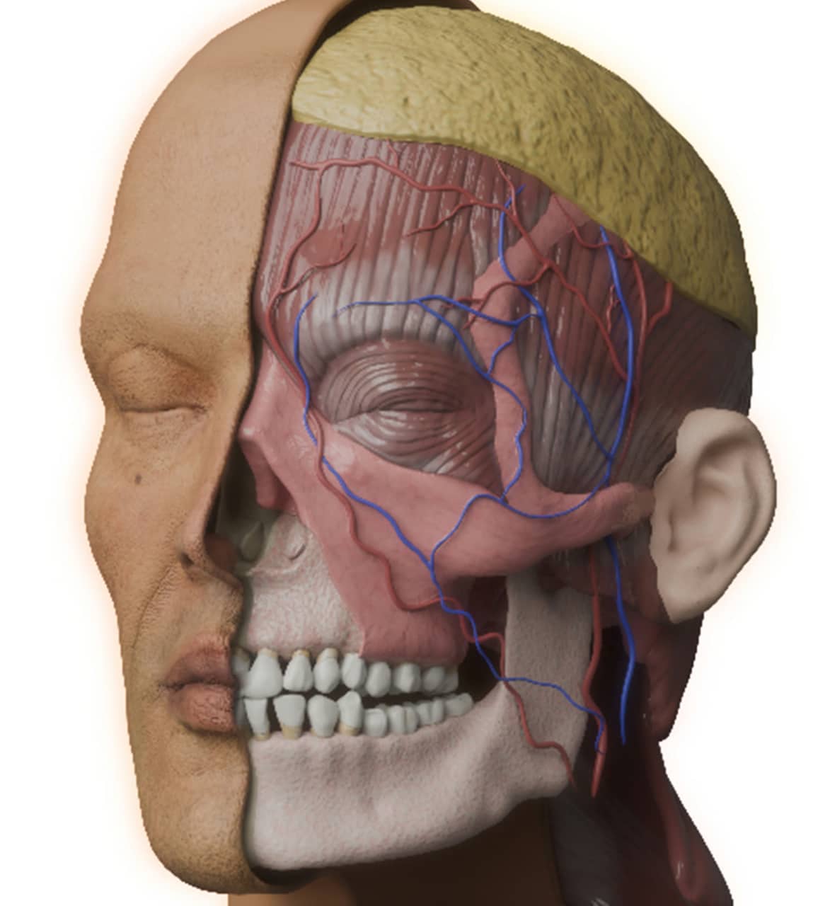 Head anatomy cutaway — musculature and vasculature over the skull