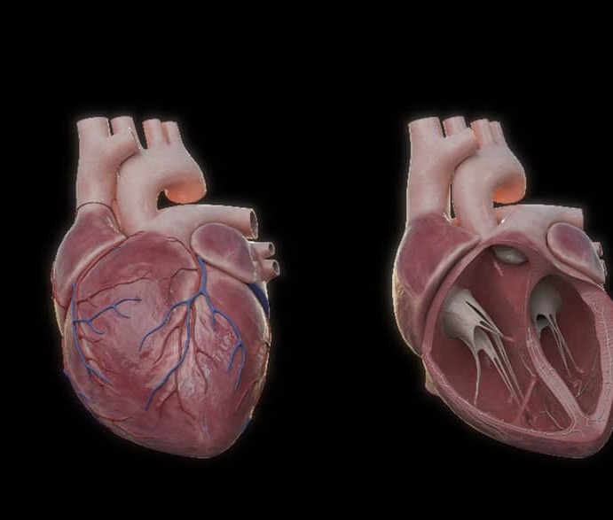 Anatomical heart, whole and in cross-section
