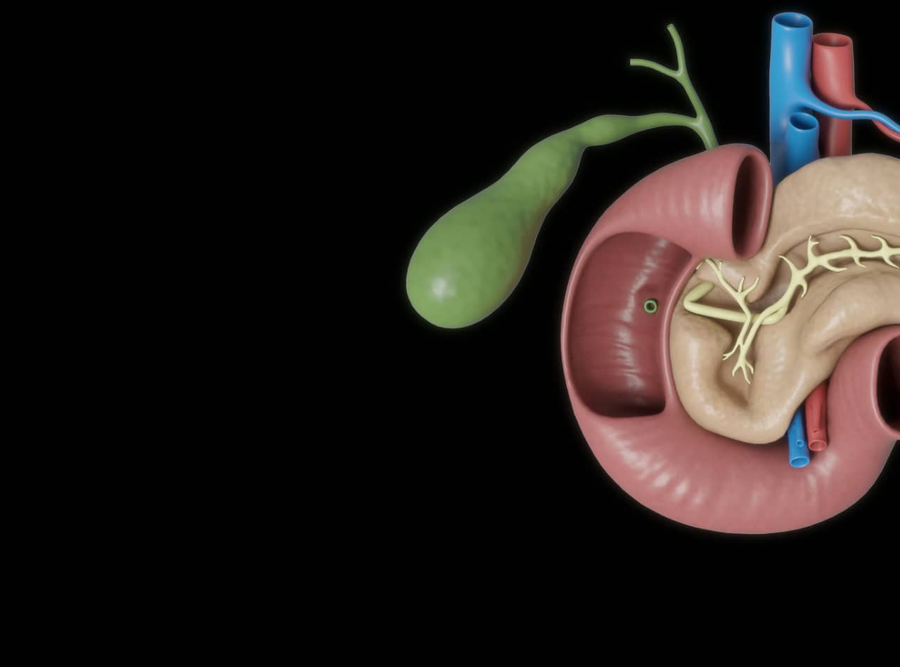 Kidney and pancreas cross-section