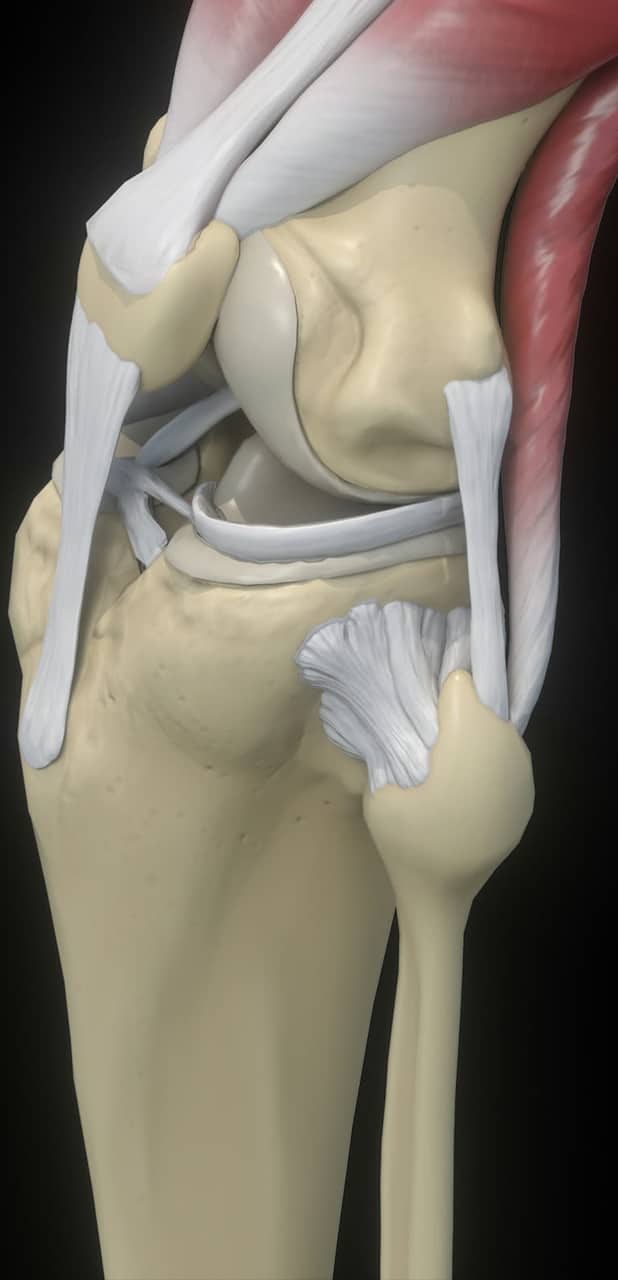 Knee joint anatomy — musculoskeletal cutaway
