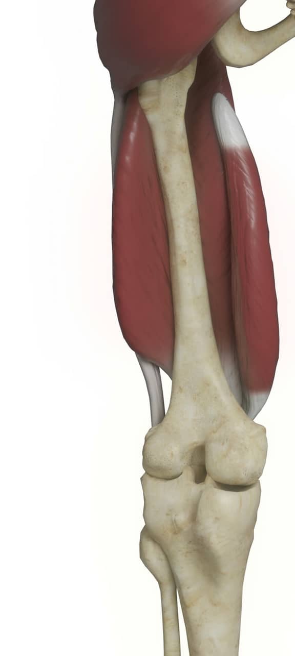 Leg musculature over bone, full length