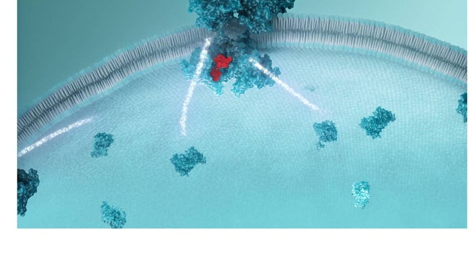Transport across the cell membrane