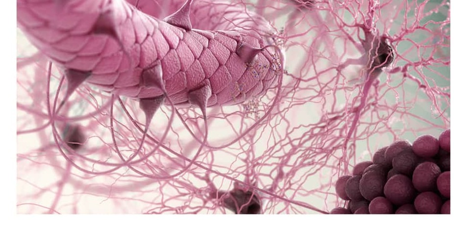 Tissue architecture with capillary network