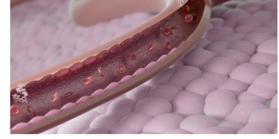 Blood vessel in cross-section through tissue