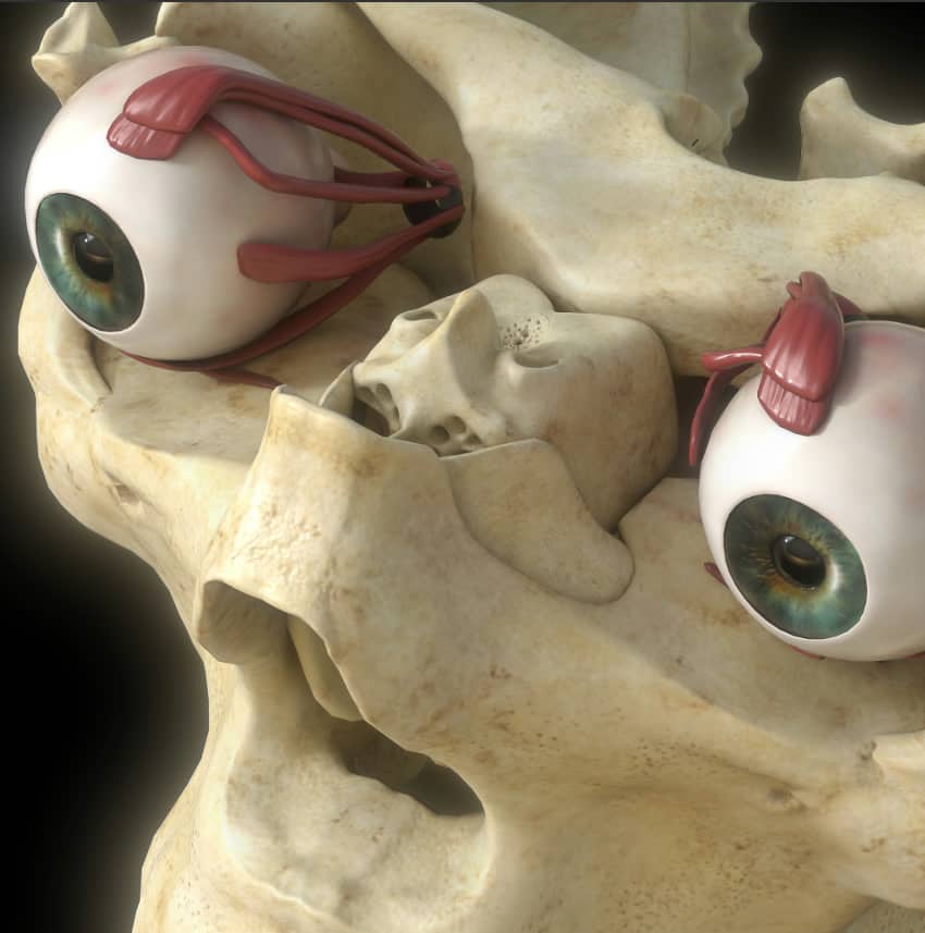 A 3D render of the eyes set within the orbital bones of the skull