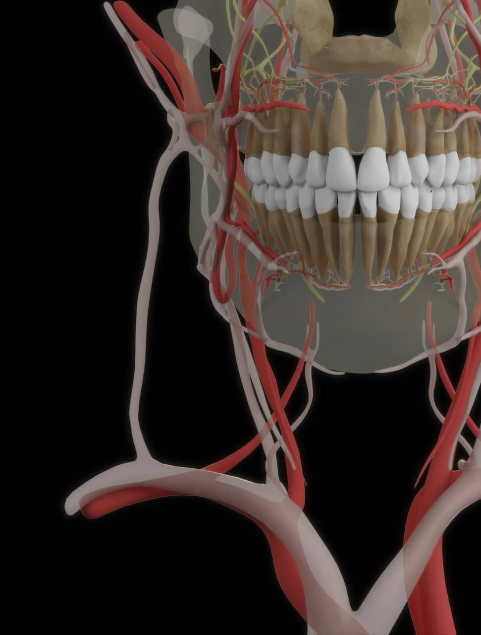 Oral, dental and jaw structures