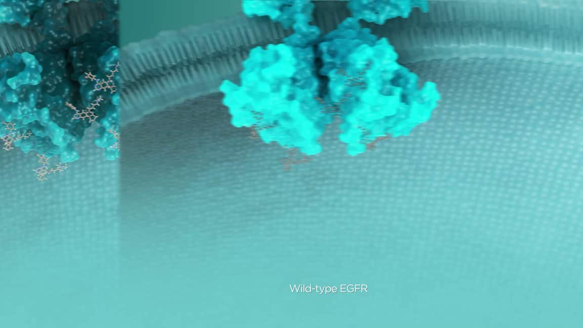 3D mechanism-of-action animation — EGFR protein binding