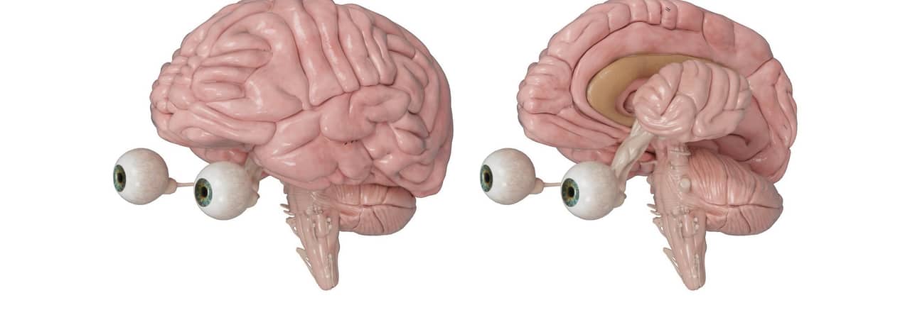 Brain anatomy