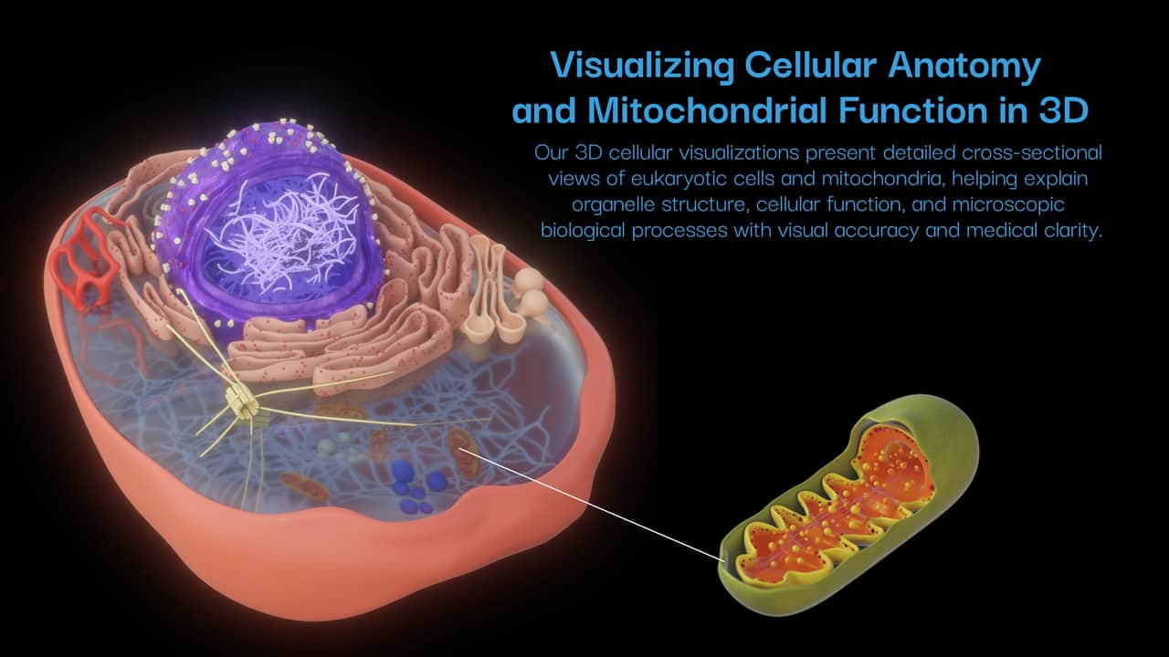 Cellular & mitochondrial anatomy