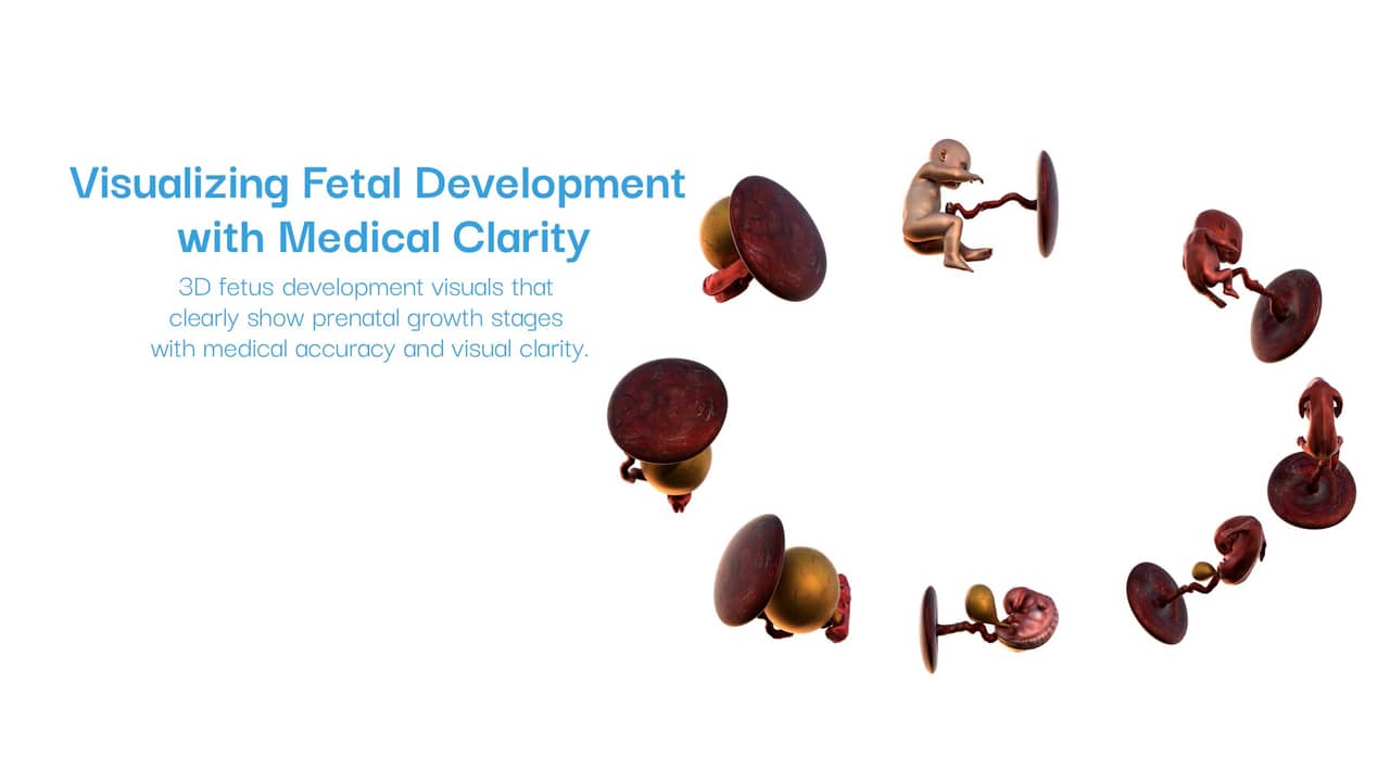 Fetal development