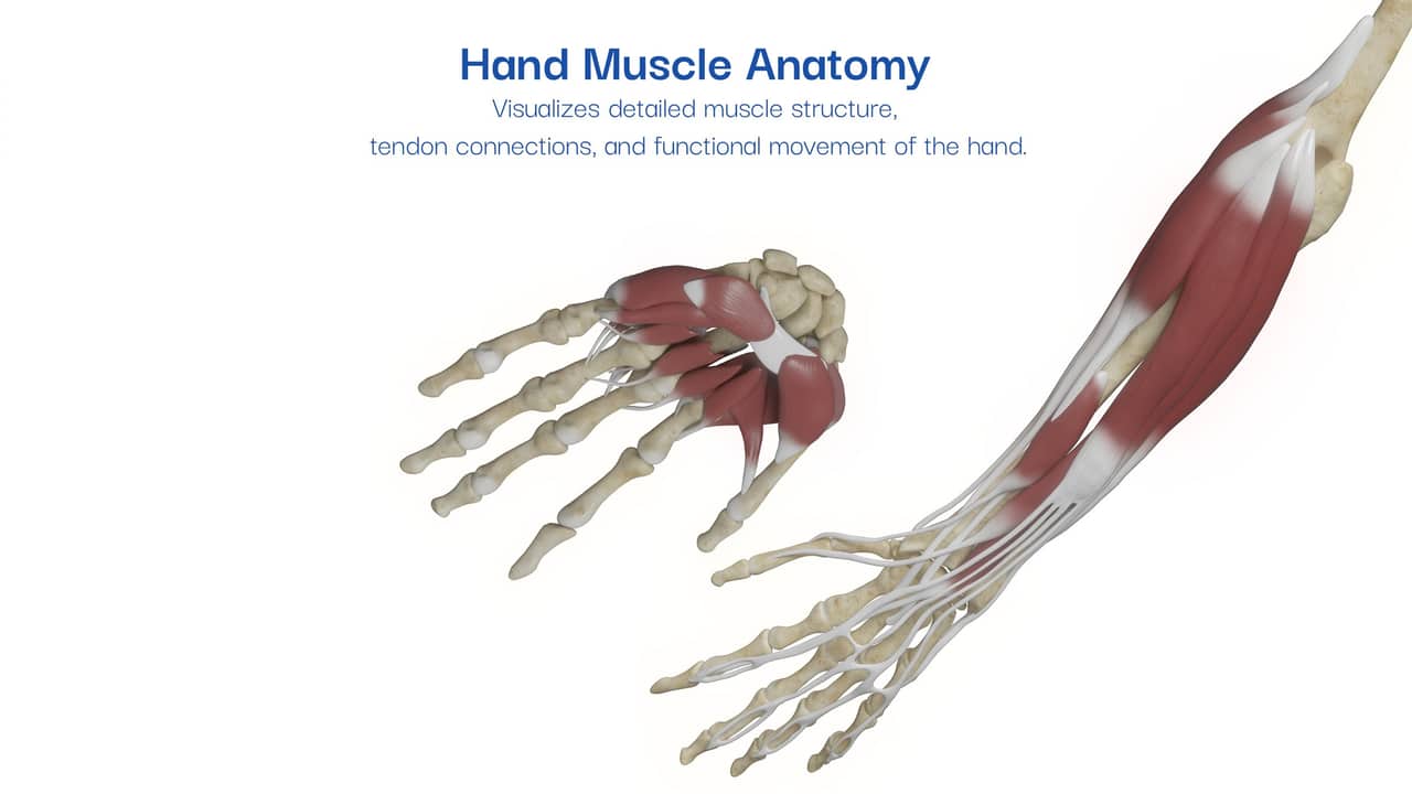Hand muscle anatomy