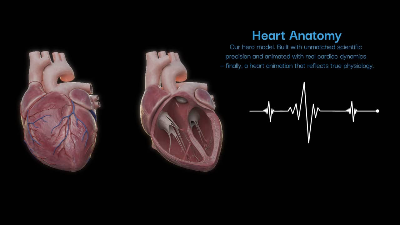 Heart anatomy