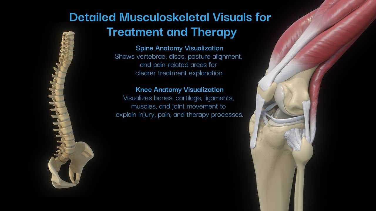 Musculoskeletal — spine & knee