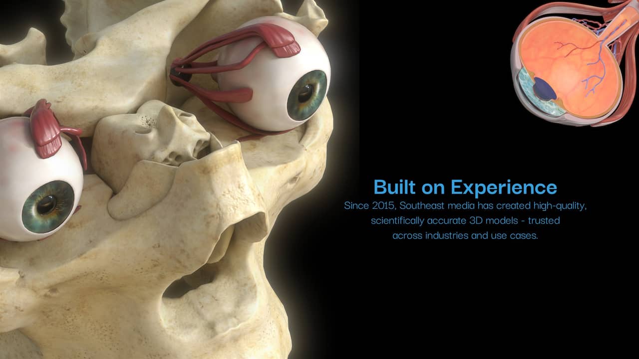 Orbital and eye anatomy set within the skull — built on experience