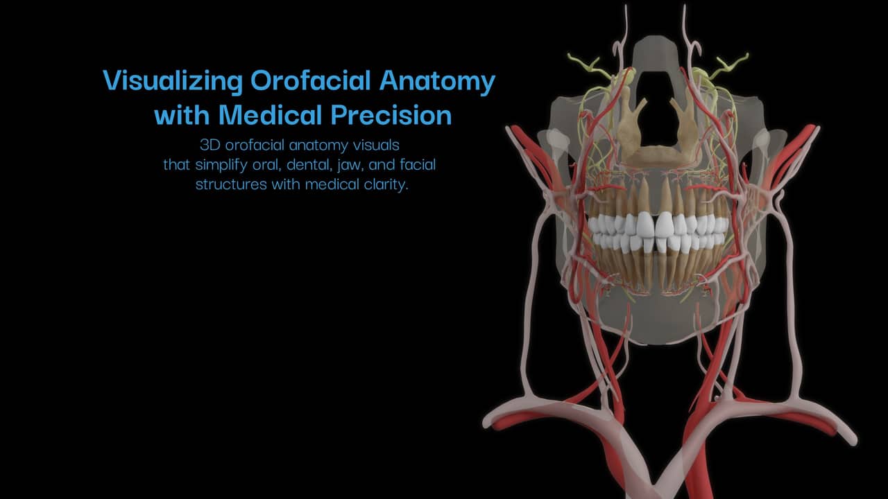 Orofacial anatomy